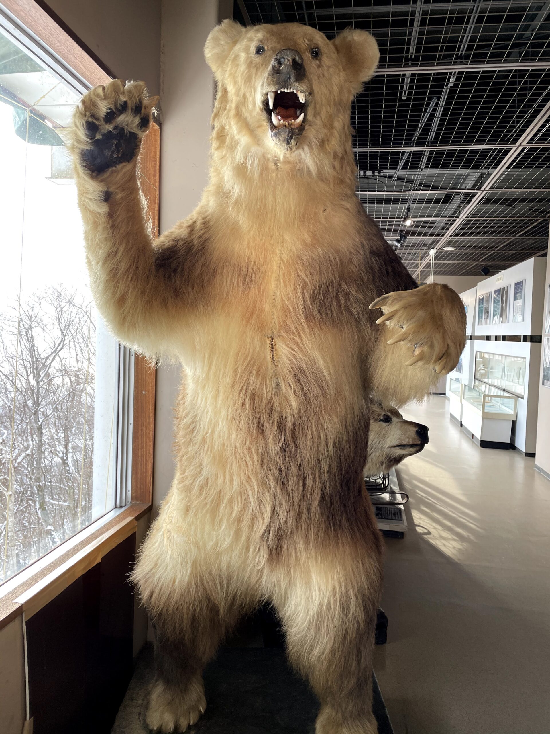 のぼりべつクマ牧場ヒグマ博物館