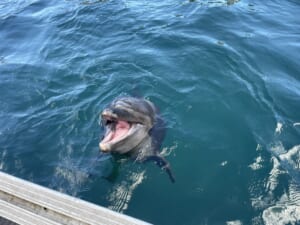 ルネッサンスリゾートオキナワ　イルカとの触れ合い