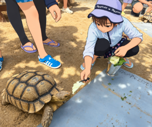 ルネッサンスリゾートオキナワ　リクガメとの触れ合い